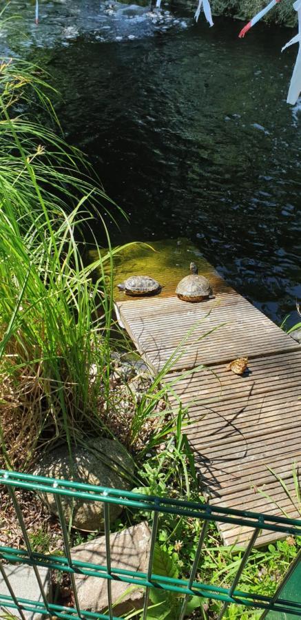 Ferienbungalow Haus Am Teich Boltenhagen Kültér fotó